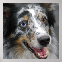Cute Australian Shepherd Poster