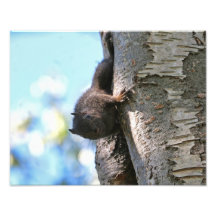 Cute Baby Black Squirrel Photo Art