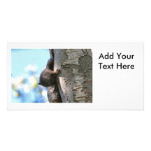 Cute Baby Black Squirrel Photo Card