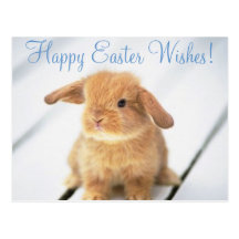 Cute Baby Bunny Happy Easter Design Post Card