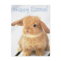 Cute Baby Bunny Happy Easter Design Postcards