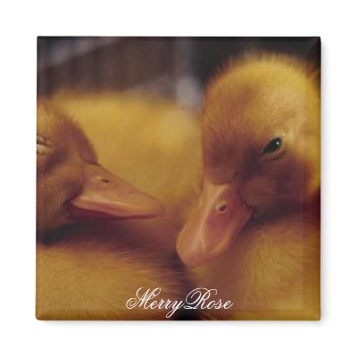 Cute baby ducks refrigerator magnet by MerryRose
