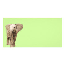 Cute Baby Elephant Photo Card