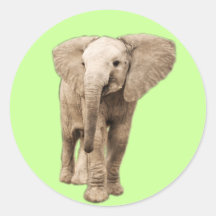 Cute Baby Elephant Stickers