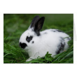 Cute Baby English Bunny Rabbit - Baby Animals Greeting Card