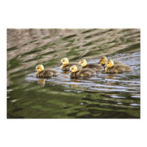 Cute Baby Geese Photo