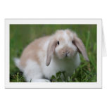 Cute Baby Holland Lop Rabbit - Baby Animals Greeting Card