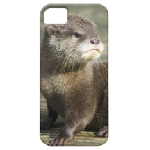 Cute Baby Otter