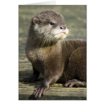 Cute Baby Otter Greeting Card