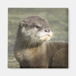 Cute Baby Otter Magnets