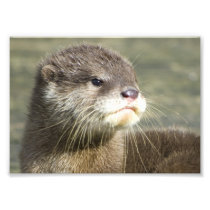 Cute Baby Otter Photo