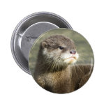 Cute Baby Otter Pins