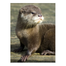 Cute Baby Otter Postcard
