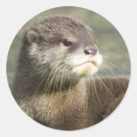 Cute Baby Otter Round Stickers