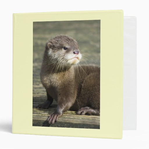 Cute Baby Otter Vinyl Binders