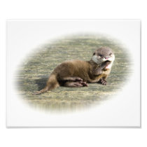 Cute Baby Otter Yawning Photo