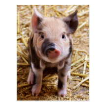 Cute Baby Piglet Farm Animals Barnyard Babies Post Cards