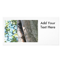 Cute Baby Squirrels Photo Cards