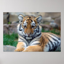 Cute baby tiger poster