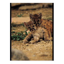 Cute Baby Tigers postcards