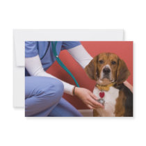 Cute Beagle Dog Getting a Veterinary Checkup Personalized Announcement