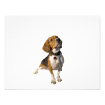 Cute Beagle Dog Invites
