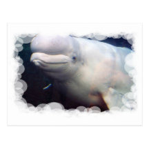 Cute Beluga Whale Postcard