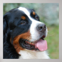 Cute Bernese  Poster