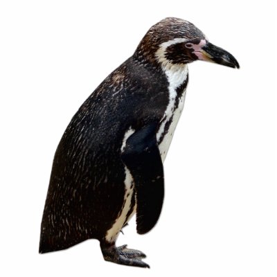 penguin black