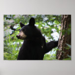 Cute Black Bear Cub Climbing On The Tree In Forest Posters