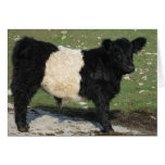 Cute Black Belted Galloway Calf Cards