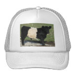 Cute Black Belted Galloway Calf Trucker Hat