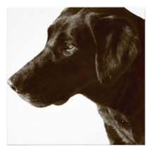 Cute Black Lab Announcement