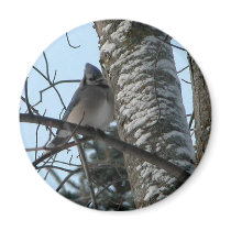 Cute bluejay refrigerator magnets