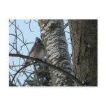 Cute bluejay postcards