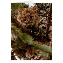 Cute Bobcat Kitten in a Tree Cards