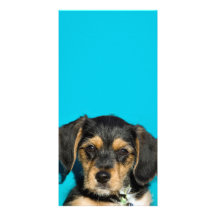 Cute Borkie Puppy Photo Cards