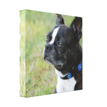 Cute Boston Terrier Canvas print