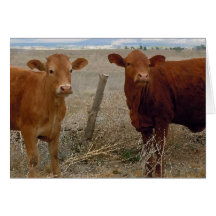 Cute Bovine Anniversary Congratulations Greeting Cards