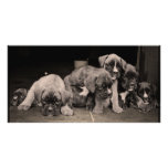 Cute Boxer Puppies Photo Card