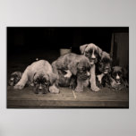Cute Boxer Puppies Poster
