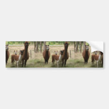 Cute Brown Alpacas In The Zoo Bumper Sticker