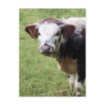 Cute Brown and White Calf (Young Cow) Postcard