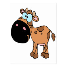 cute brown baby cow calf postcards