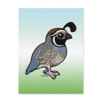 Cute California Quail Post Cards