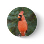 Cute Cardinal Pinback Button