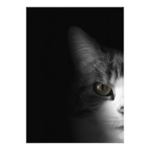 Cute Cat Cards