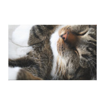 "Cute Cat" Kunstdruck Leinwand Gespannter Galerie Druck