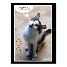 Cute Cat Postcard