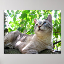 Cute Cat Poster